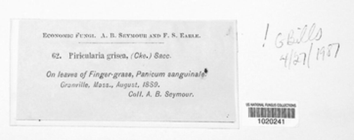Pyriculariaceae image